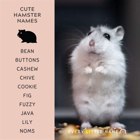 funniest hamster names|cute hamster names unisex.